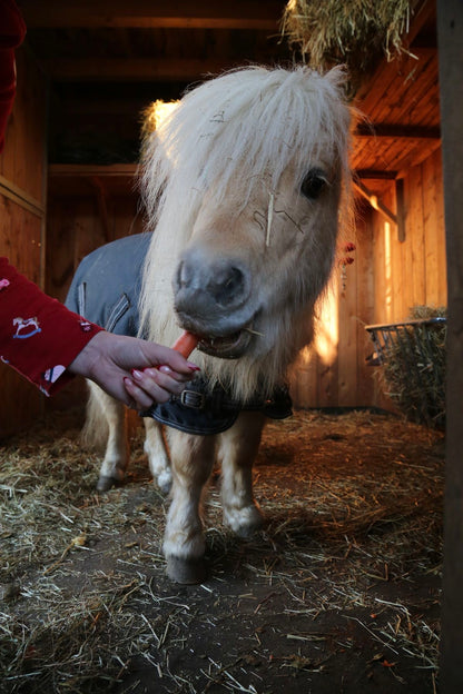 Mini Magic Party 🐴